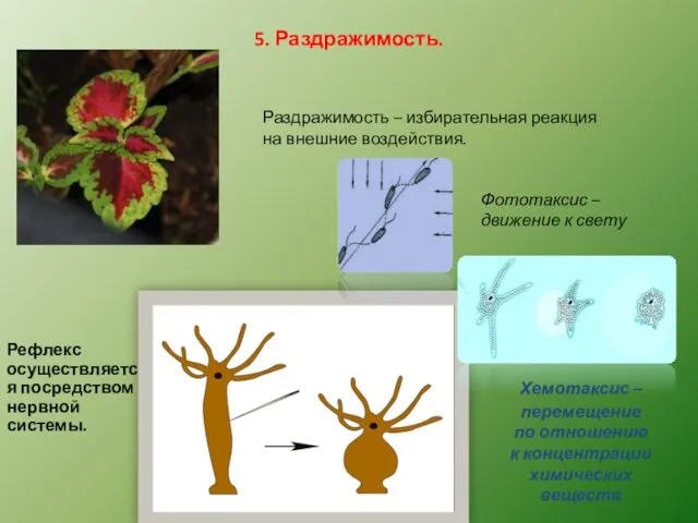 5. Раздражимость. Раздражимость – избирательная реакция на внешние воздействия. Рефлекс