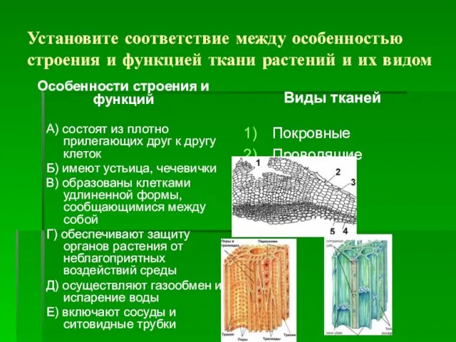 Установите соответствие между особенностью строения и функцией ткани растений и