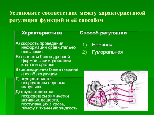 Установите соответствие между характеристикой регуляции функций и её способом Характеристика