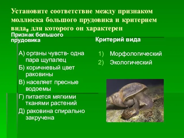 Установите соответствие между признаком моллюска большого прудовика и критерием вида,