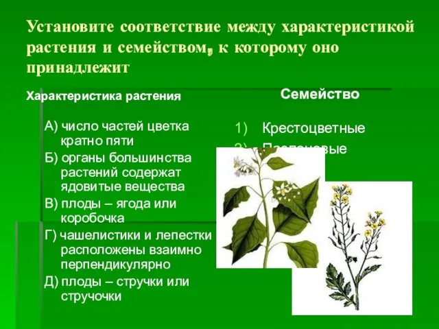 Установите соответствие между характеристикой растения и семейством, к которому оно