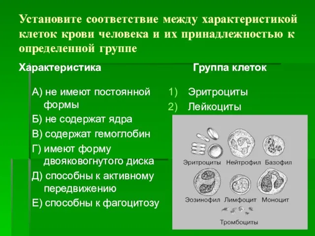 Установите соответствие между характеристикой клеток крови человека и их принадлежностью