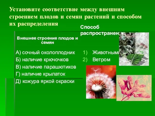 Установите соответствие между внешним строением плодов и семян растений и