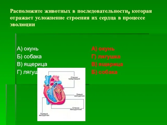 Расположите животных в последовательности, которая отражает усложнение строения их сердца