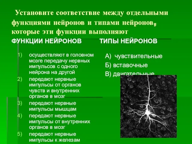 Установите соответствие между отдельными функциями нейронов и типами нейронов, которые