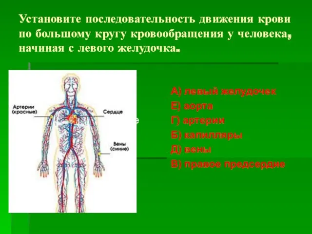 Установите последовательность движения крови по большому кругу кровообращения у человека,