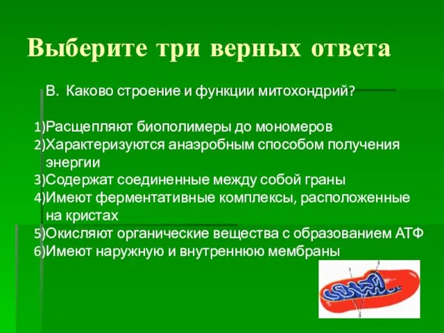 Выберите три верных ответа В. Каково строение и функции митохондрий?