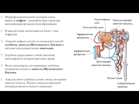 Морфофункциональной единицей почки является нефрон - специфическая структура, выполняющая функцию