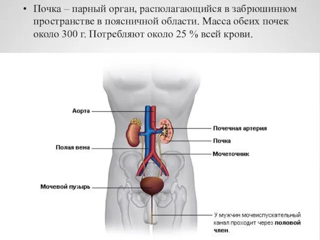 Почка – парный орган, располагающийся в забрюшинном пространстве в поясничной