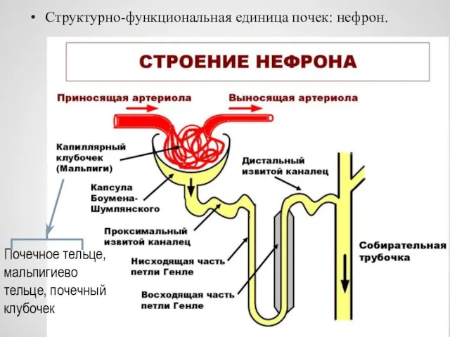 Структурно-функциональная единица почек: нефрон. Почечное тельце, мальпигиево тельце, почечный клубочек