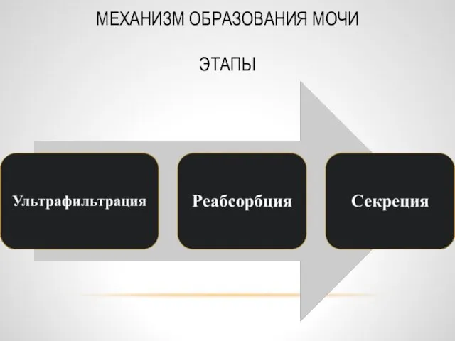 МЕХАНИЗМ ОБРАЗОВАНИЯ МОЧИ ЭТАПЫ