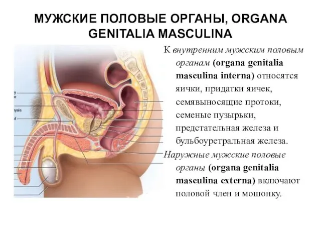 МУЖСКИЕ ПОЛОВЫЕ ОРГАНЫ, ORGANA GENITALIA MASCULINA К внутренним мужским половым