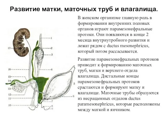 Развитие матки, маточных труб и влагалища. В женском организме главную