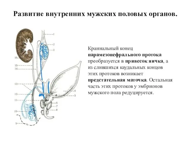 Развитие внутренних мужских половых органов. Краниальный конец парамезонефрального протока преобразуется