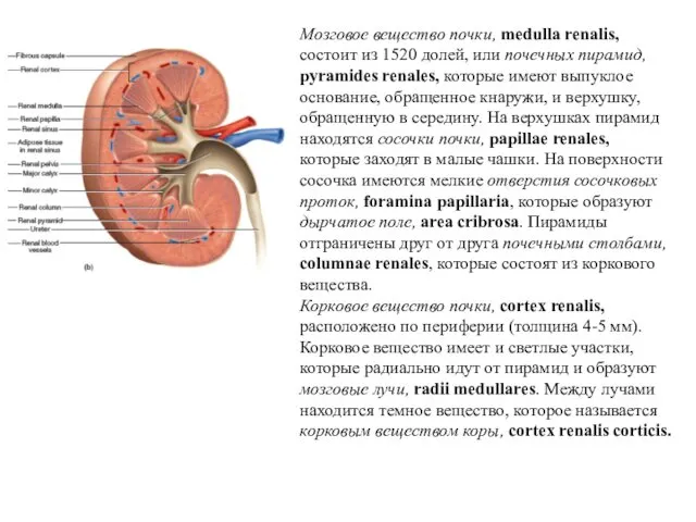 Мозговое вещество почки, medulla renalis, состоит из 15­20 долей, или