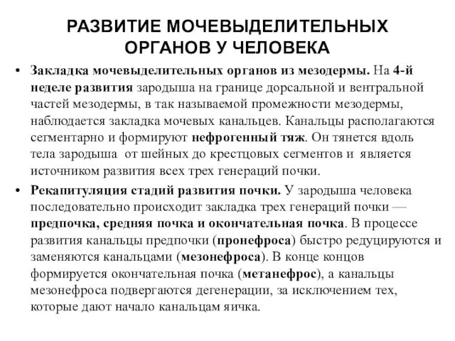 РАЗВИТИЕ МОЧЕВЫДЕЛИТЕЛЬНЫХ ОРГАНОВ У ЧЕЛОВЕКА Закладка мочевыделительных органов из мезодермы.