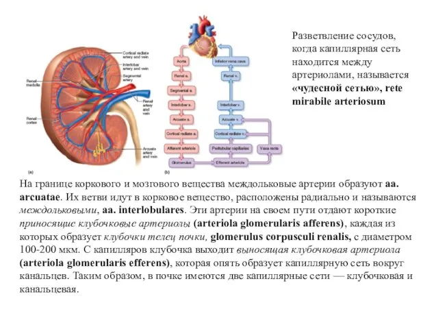 На границе коркового и мозгового вещества междольковые артерии образуют aa.