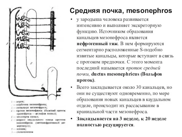 Средняя почка, mesonephros у зародыша человека развивается интенсивно и выполняет