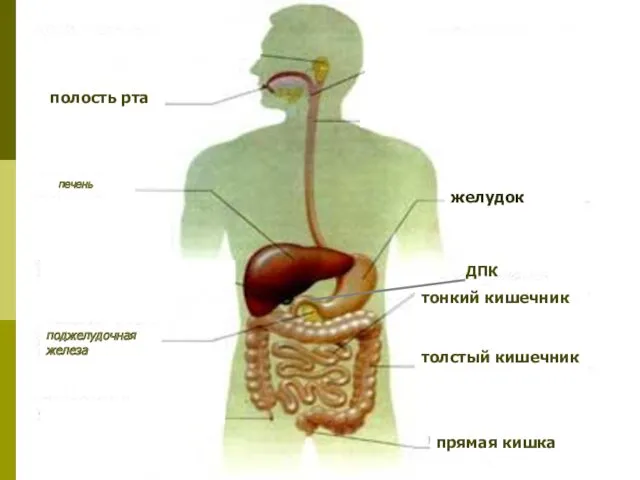 полость рта желудок печень тонкий кишечник тонкий кишечник толстый кишечник прямая кишка поджелудочная железа ДПК