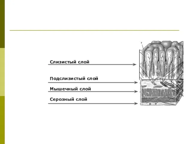 Слизистый слой Подслизистый слой Мышечный слой Серозный слой