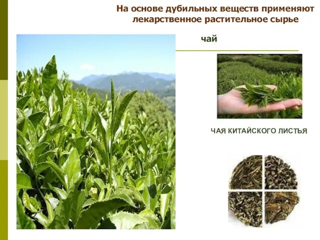 На основе дубильных веществ применяют лекарственное растительное сырье ЧАЯ КИТАЙСКОГО ЛИСТЬЯ чай