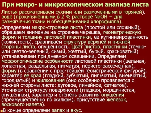 При макро- и микроскопическом анализе листа Листья рассматриваем сухими или