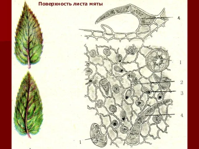 Поверхность листа мяты