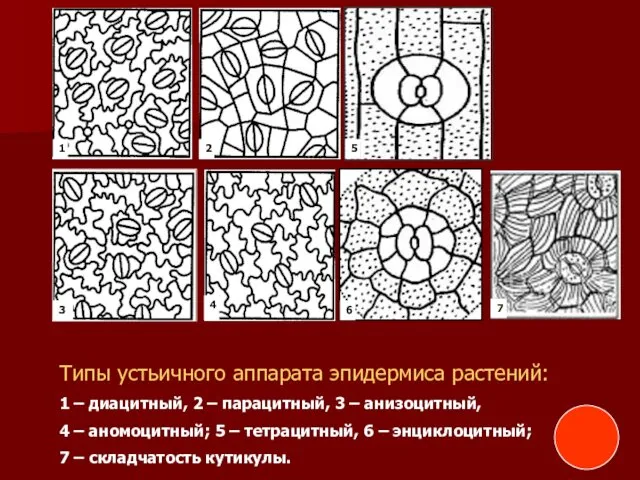 Типы устьичного аппарата эпидермиса растений: 1 – диацитный, 2 –