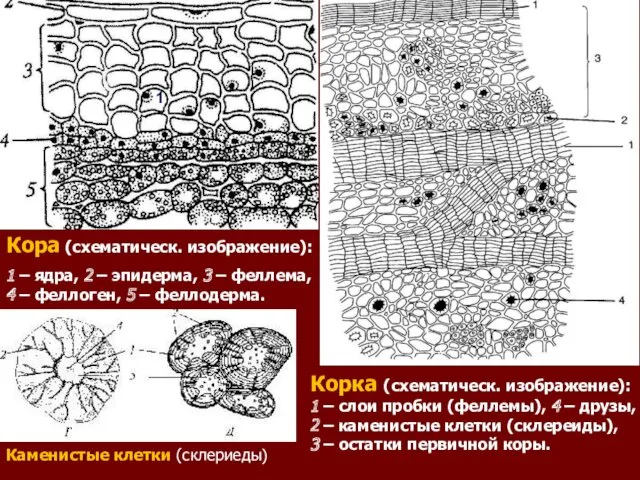 Кора (схематическ. изображение): 1 – ядра, 2 – эпидерма, 3