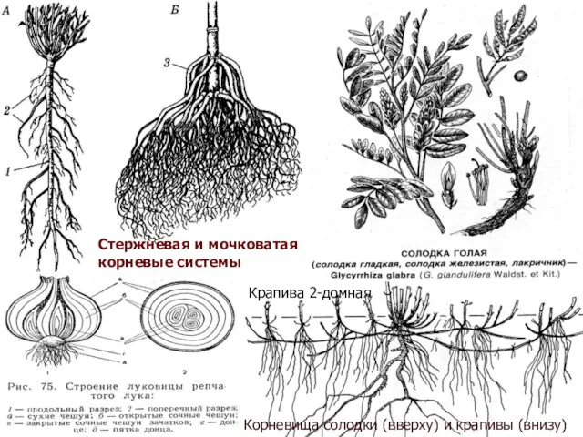 Стержневая и мочковатая корневые системы Корневища солодки (вверху) и крапивы (внизу) Крапива 2-домная