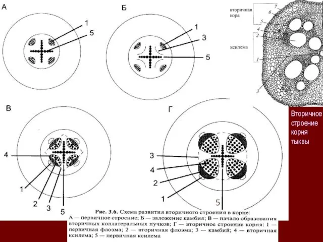 5 Вторичное строение корня тыквы