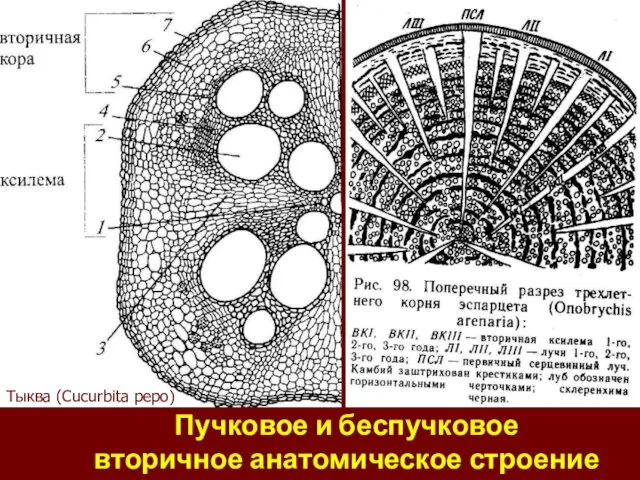 Пучковое и беспучковое вторичное анатомическое строение корня Тыква (Cucurbita pepo)