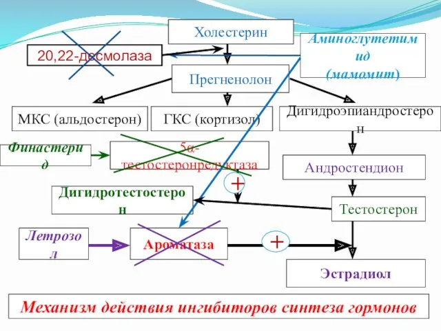 Холестерин Прегненолон Аминоглутетимид (мамомит) ГКС (кортизол) МКС (альдостерон) Дигидроэпиандростерон Андростендион