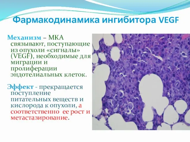 Фармакодинамика ингибитора VEGF Механизм – МКА связывают, поступающие из опухоли