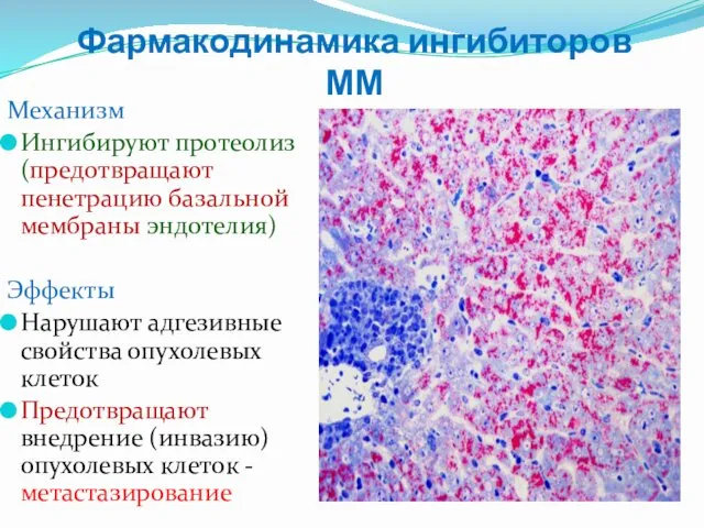 Фармакодинамика ингибиторов ММ Механизм Ингибируют протеолиз (предотвращают пенетрацию базальной мембраны