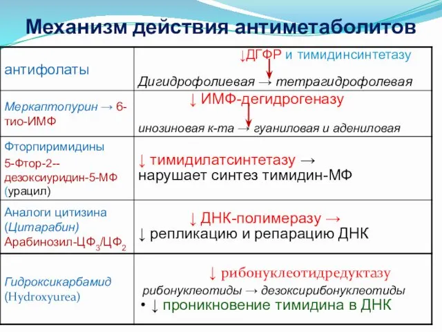 Механизм действия антиметаболитов