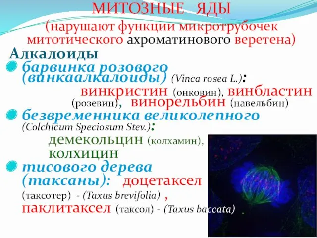 МИТОЗНЫЕ ЯДЫ (нарушают функции микротрубочек митотического ахроматинового веретена) Алкалоиды барвинка