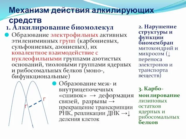 Г Г Механизм действия алкилирующих средств 1. Алкилирование биомолекул Образование