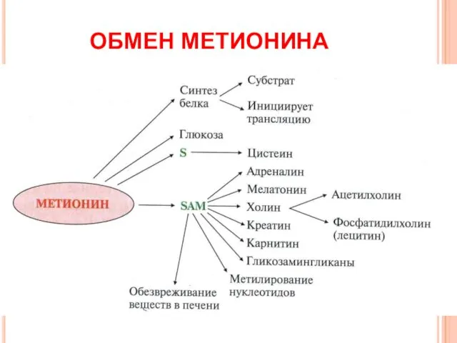 ОБМЕН МЕТИОНИНА