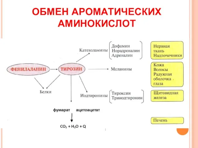 ОБМЕН АРОМАТИЧЕСКИХ АМИНОКИСЛОТ