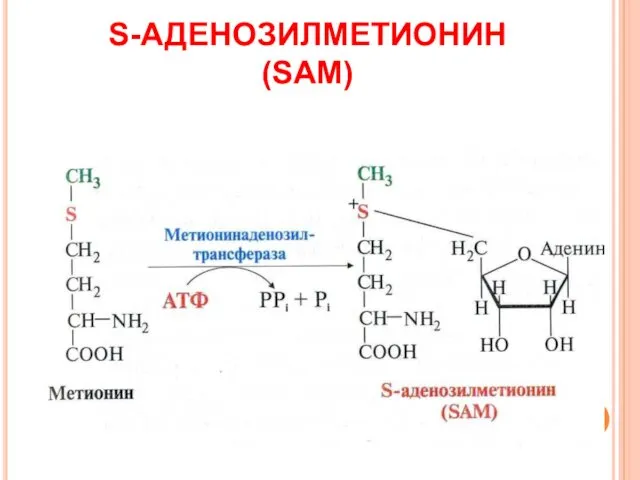 S-АДЕНОЗИЛМЕТИОНИН (SAМ)