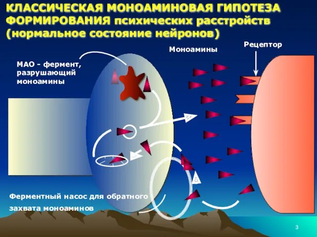 КЛАССИЧЕСКАЯ МОНОАМИНОВАЯ ГИПОТЕЗА ФОРМИРОВАНИЯ психических расстройств (нормальное состояние нейронов) Ферментный