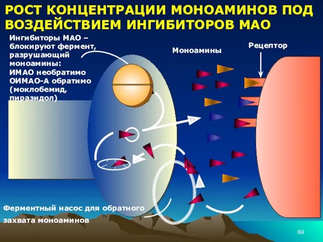 Ферментный насос для обратного захвата моноаминов Ингибиторы МАО – блокируют