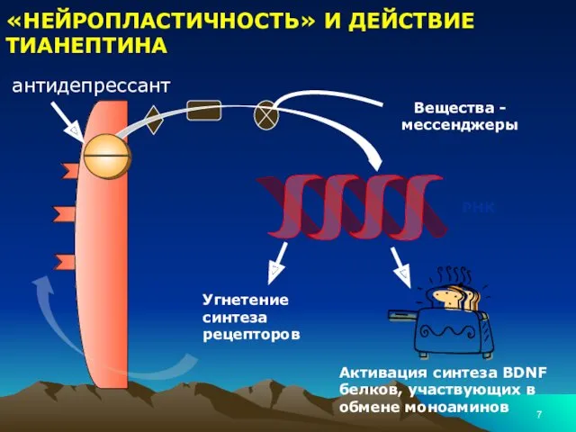 «НЕЙРОПЛАСТИЧНОСТЬ» И ДЕЙСТВИЕ ТИАНЕПТИНА РНК Угнетение синтеза рецепторов Активация синтеза