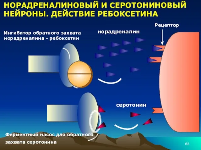 НОРАДРЕНАЛИНОВЫЙ И СЕРОТОНИНОВЫЙ НЕЙРОНЫ. ДЕЙСТВИЕ РЕБОКСЕТИНА Ферментный насос для обратного