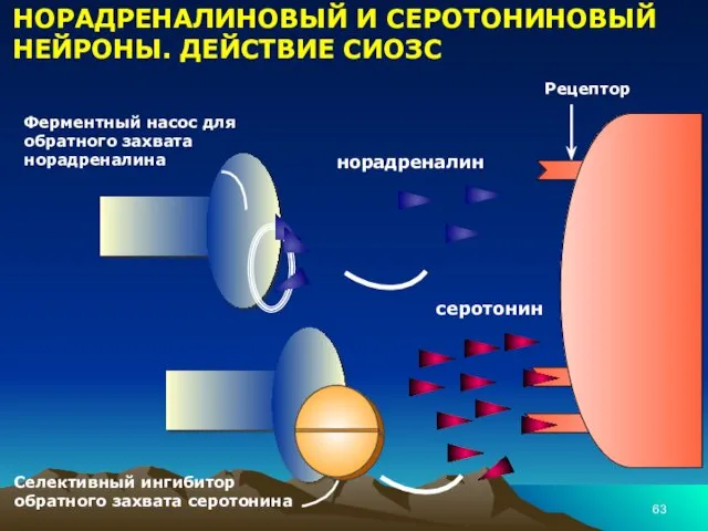 НОРАДРЕНАЛИНОВЫЙ И СЕРОТОНИНОВЫЙ НЕЙРОНЫ. ДЕЙСТВИЕ СИОЗС Селективный ингибитор обратного захвата