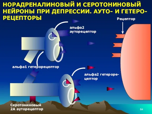 НОРАДРЕНАЛИНОВЫЙ И СЕРОТОНИНОВЫЙ НЕЙРОНЫ ПРИ ДЕПРЕССИИ. АУТО- И ГЕТЕРО-РЕЦЕПТОРЫ Рецептор