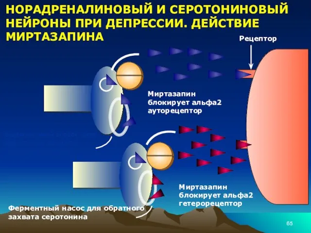 НОРАДРЕНАЛИНОВЫЙ И СЕРОТОНИНОВЫЙ НЕЙРОНЫ ПРИ ДЕПРЕССИИ. ДЕЙСТВИЕ МИРТАЗАПИНА Ферментный насос