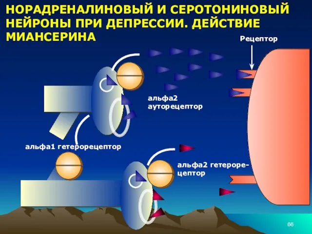 НОРАДРЕНАЛИНОВЫЙ И СЕРОТОНИНОВЫЙ НЕЙРОНЫ ПРИ ДЕПРЕССИИ. ДЕЙСТВИЕ МИАНСЕРИНА Рецептор альфа2 ауторецептор альфа2 гетероре-цептор альфа1 гетерорецептор