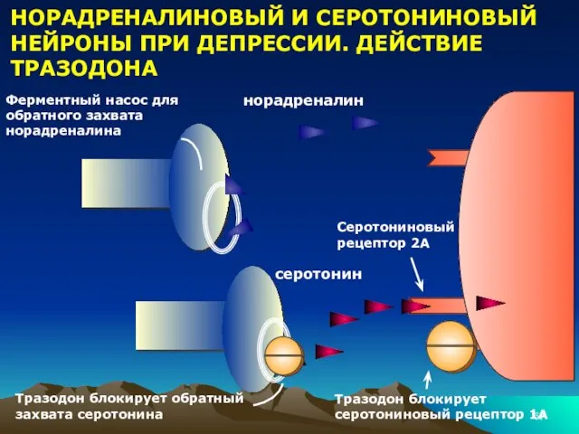 НОРАДРЕНАЛИНОВЫЙ И СЕРОТОНИНОВЫЙ НЕЙРОНЫ ПРИ ДЕПРЕССИИ. ДЕЙСТВИЕ ТРАЗОДОНА Тразодон блокирует